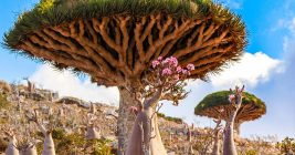 dragon blood tree