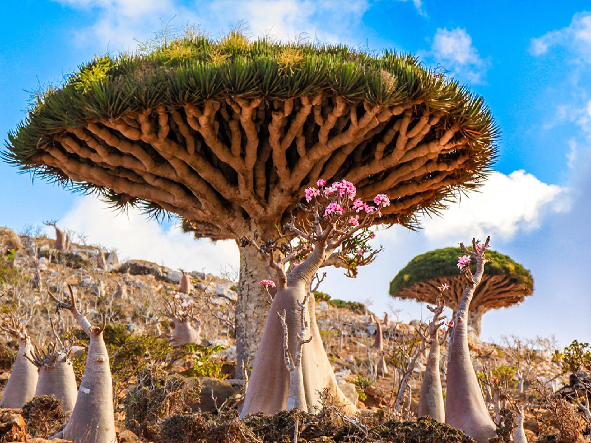 dragon blood tree